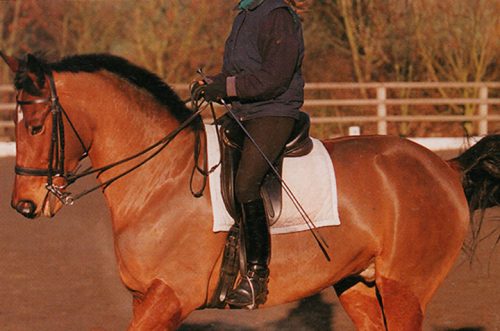 Fusta larga para equitación FD – Horseback